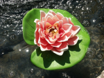 Декоративное растение для пруда «Водная лилия»